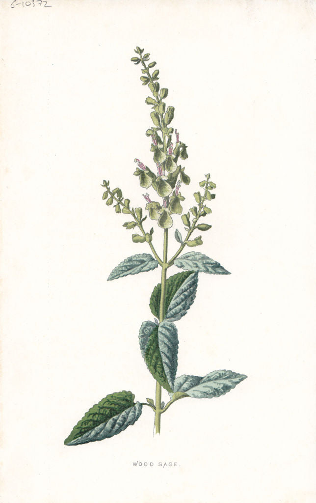 FLOWERS. Wood Sage c1895 old antique vintage print picture
